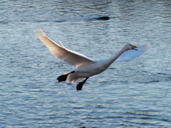 五行川の白鳥