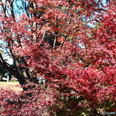 久下田公園
