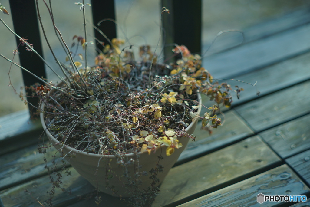 ハーブの寄せ植え