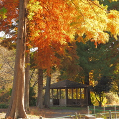 井頭公園