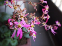 可憐な花