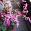 可憐な花