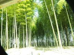 竹林