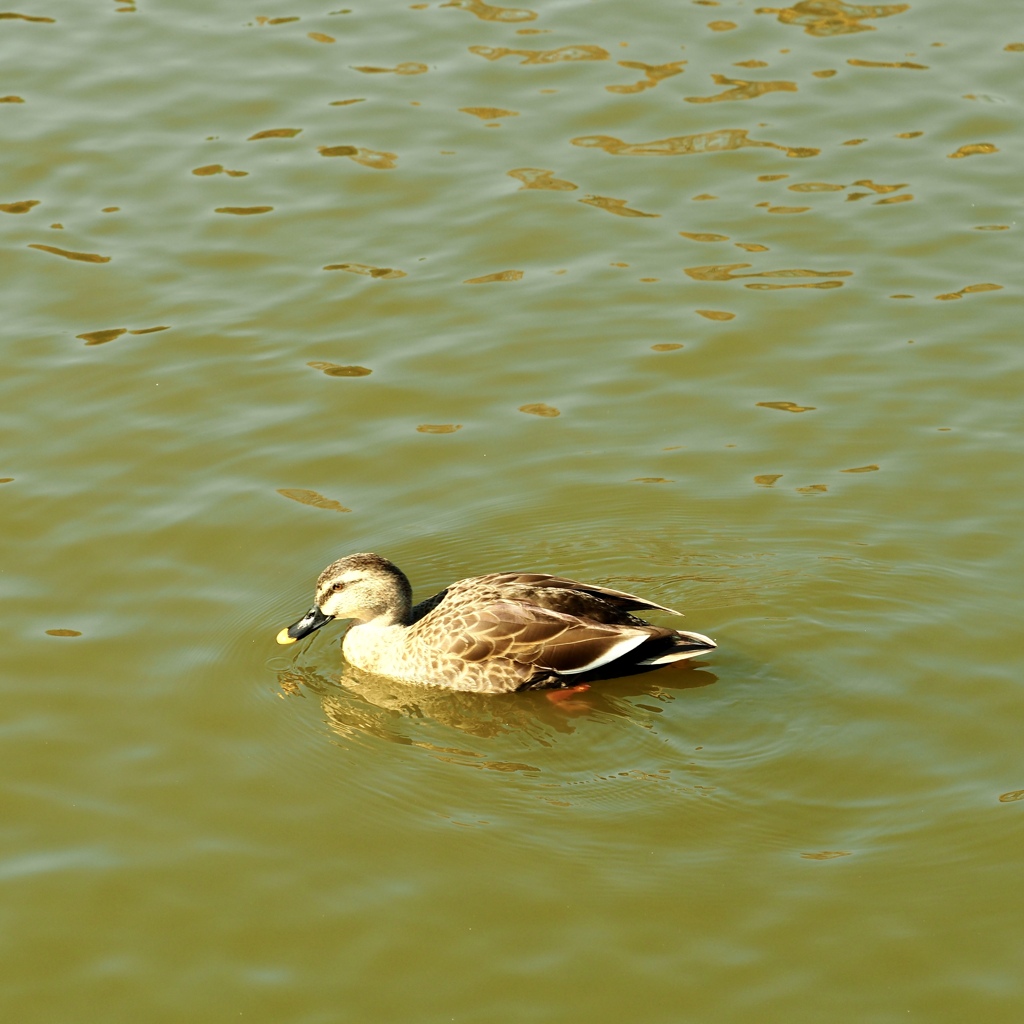 井頭公園