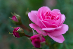 薔薇の姉妹