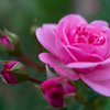 薔薇の姉妹
