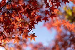 紅葉と青空