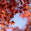 紅葉と青空