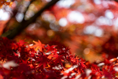 紅