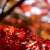 紅