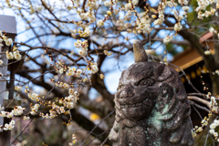 北野天満宮の梅３