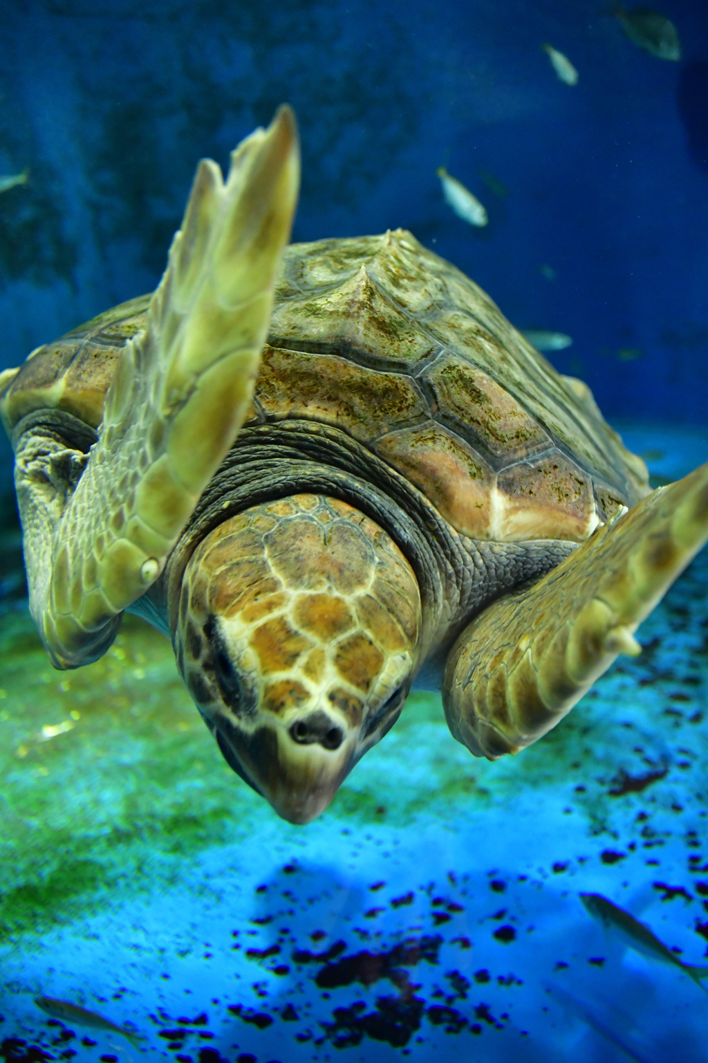 加茂水族館TI