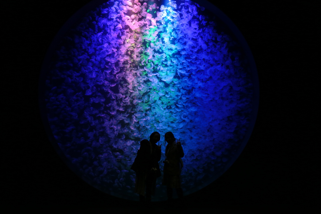 加茂水族館KK