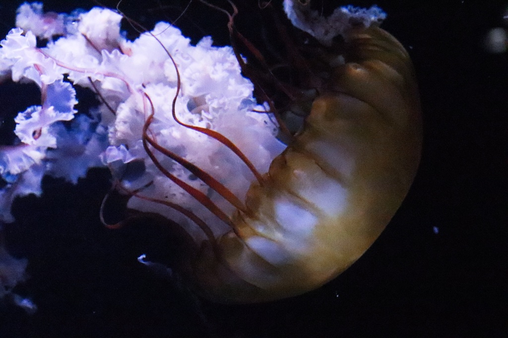 加茂水族館sm