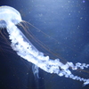 加茂水族館KK