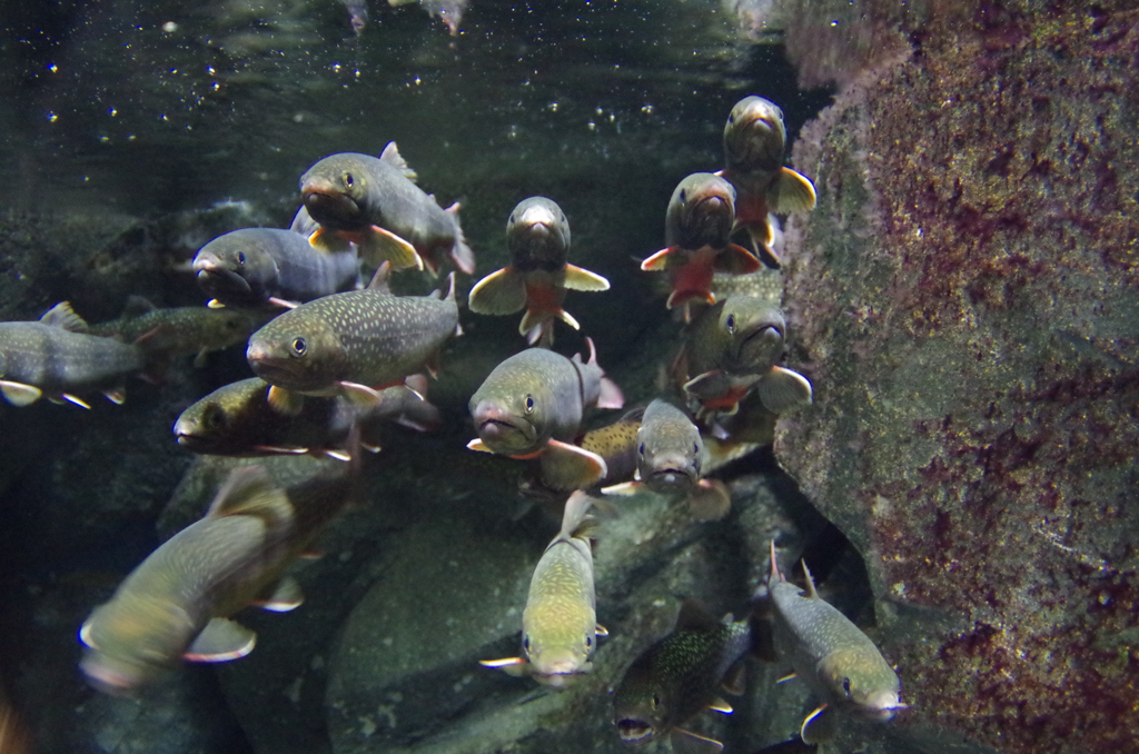 詰め寄り気味(加茂水族館s)