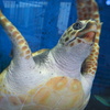 加茂水族館c