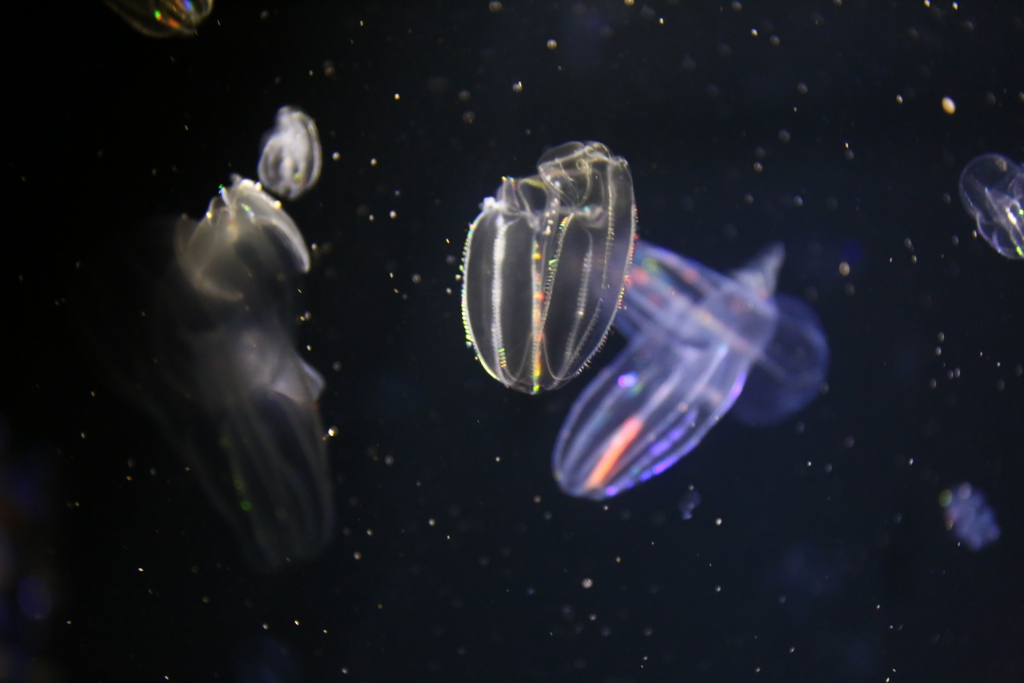 加茂水族館KK