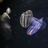 加茂水族館KK