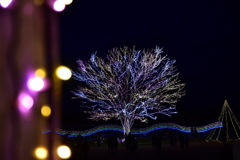 国営越後丘陵公園Ｔ