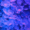 加茂水族館c