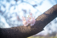 寄り桜