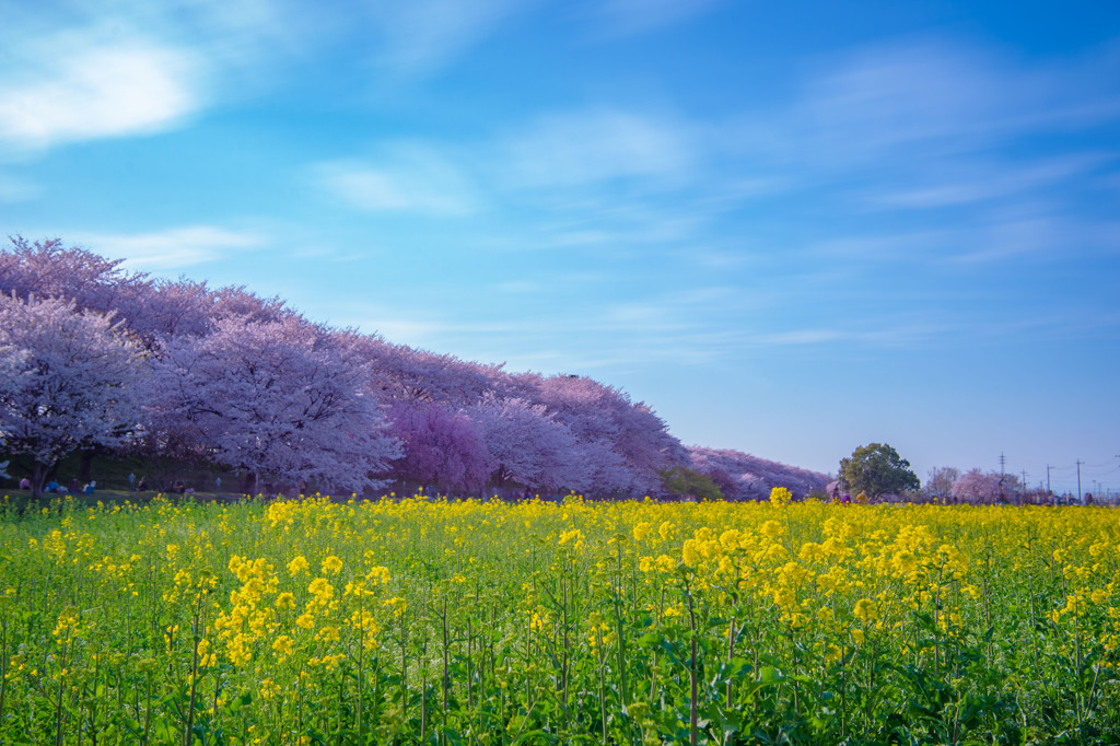 青空と桜