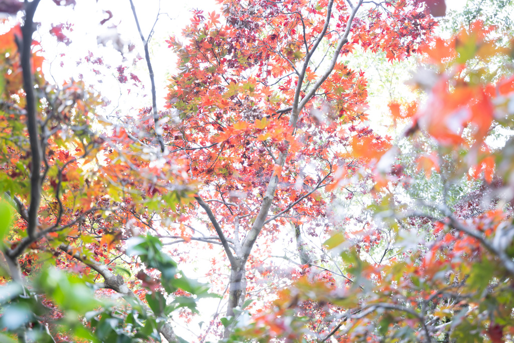 紅葉に包まれた気分