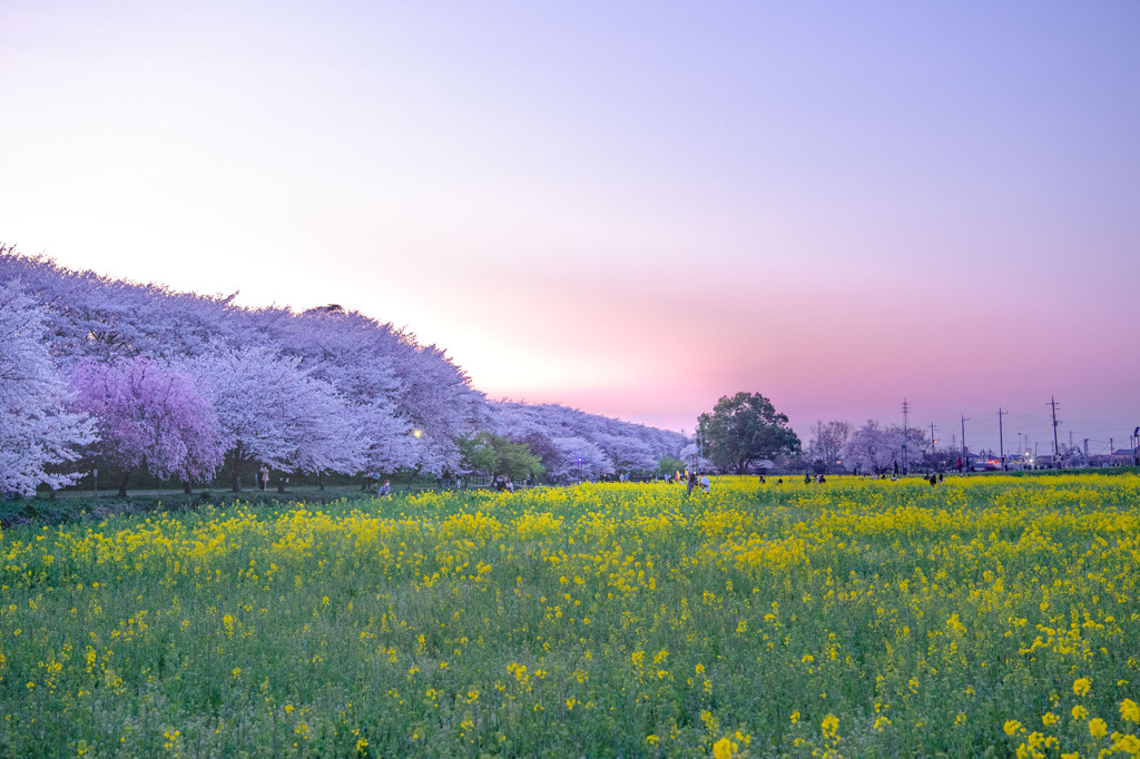 夕暮れと桜