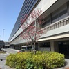 スマホでふと撮った写真