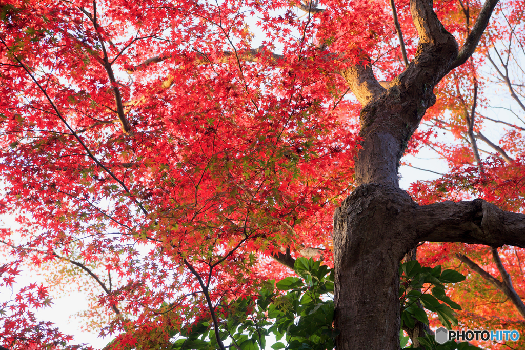 赤になりきる前の紅葉