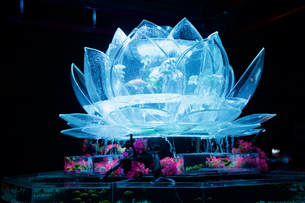 京都　アクアリウム　蓮の花