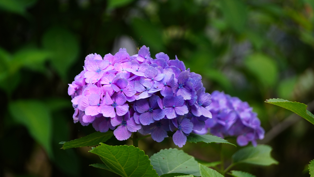 紫陽花のコントラスト