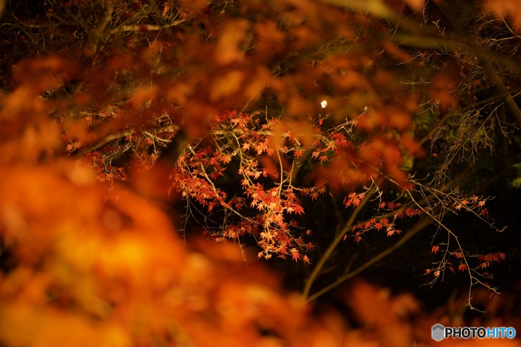 紅葉のための紅葉の前ボケ