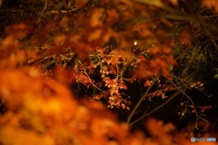 紅葉のための紅葉の前ボケ