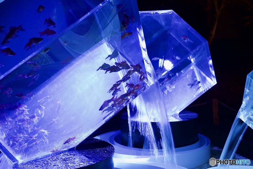 京都　アクアリウム　陰と陽