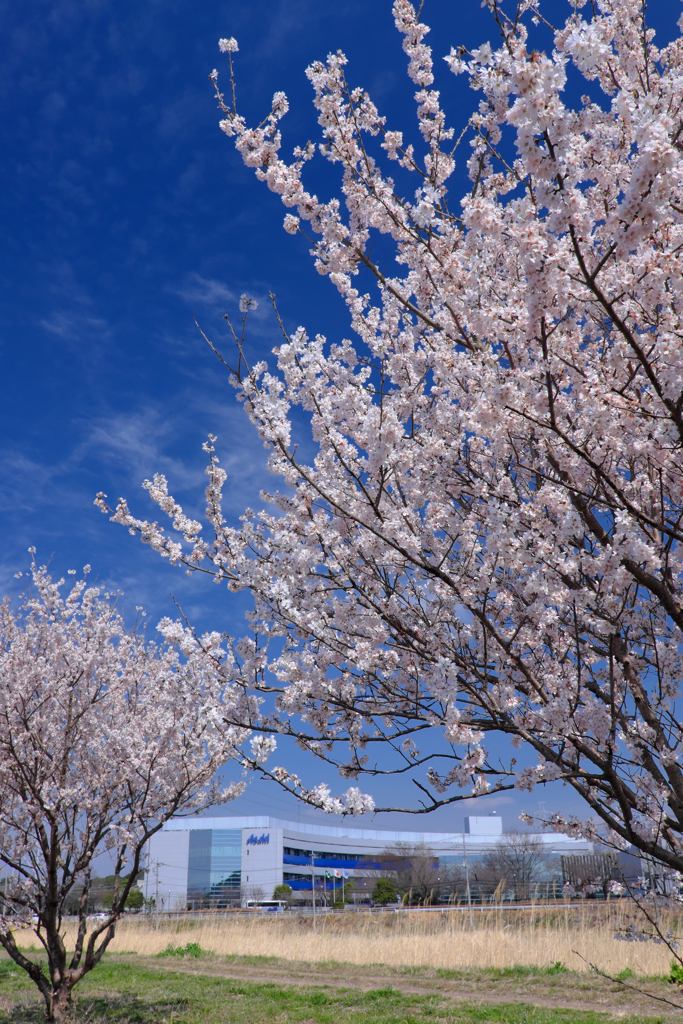 守谷市大野川の春めき桜