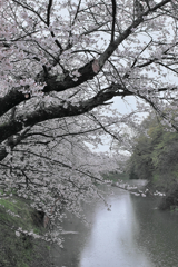 茨城県つくばみらい 福岡堰の桜