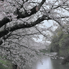 茨城県つくばみらい 福岡堰の桜