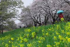 茨城県つくばみらい 福岡堰の桜