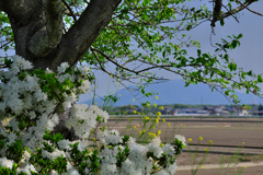 常総市 新石下八間堀川桜堤