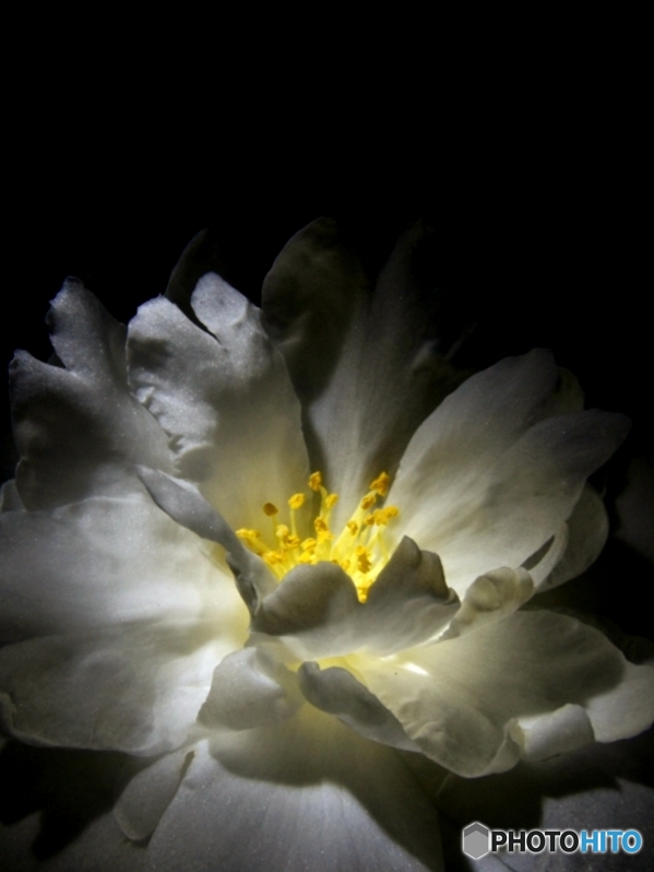 20191216_  夜の山茶花  