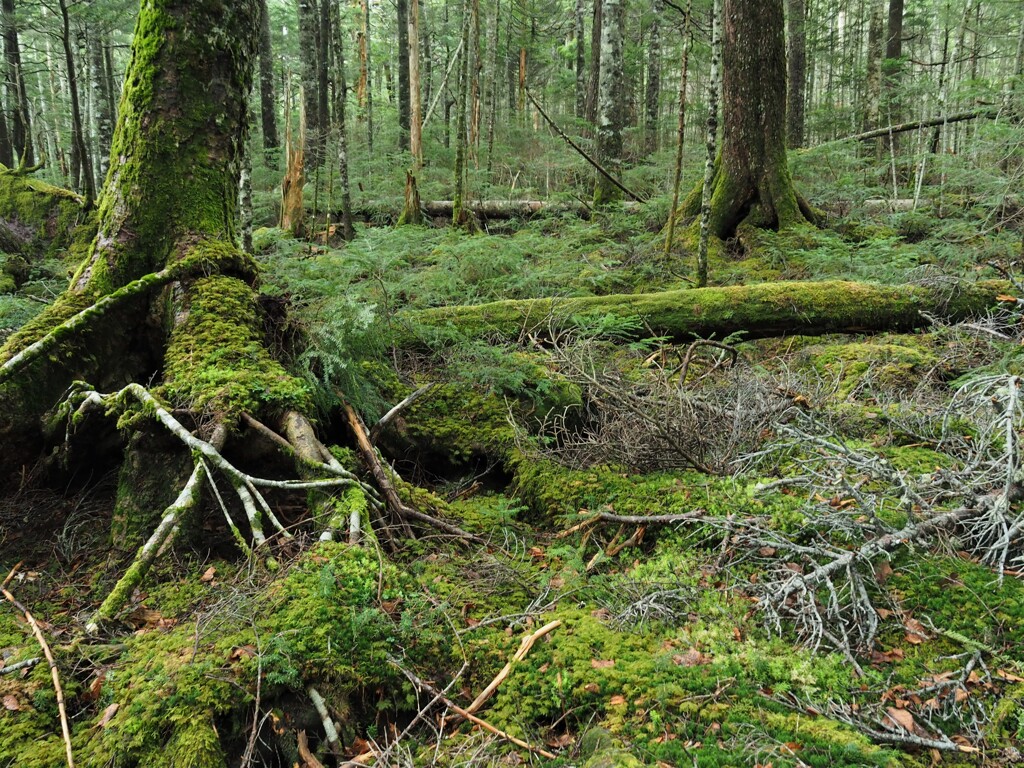 苔の森
