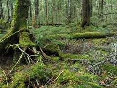 苔の森