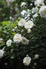 白い花シリーズ㉜