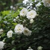 白い花シリーズ㉜