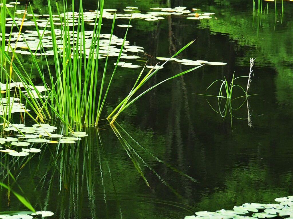 矢の原湿原の初夏