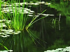 矢の原湿原の初夏
