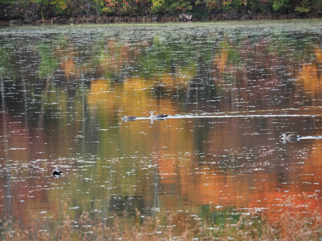 紅葉と遊ぼー♪