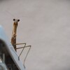 こんにちは！